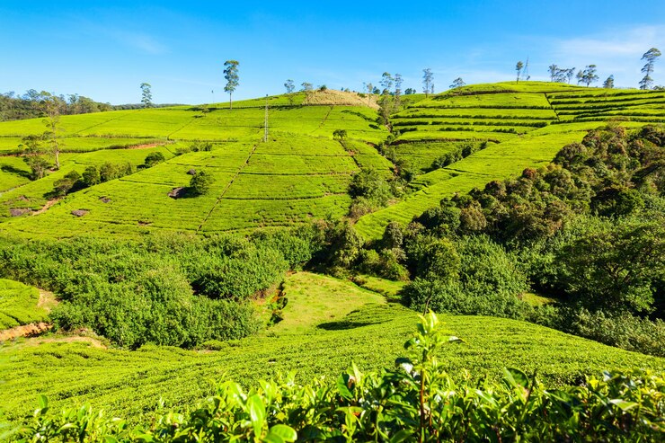 nuwara-eliya-tea-plantation-sri-lanka-nuwara-eliya-is-most-important-place-tea-plantation-production-sri-lanka_78361-9709