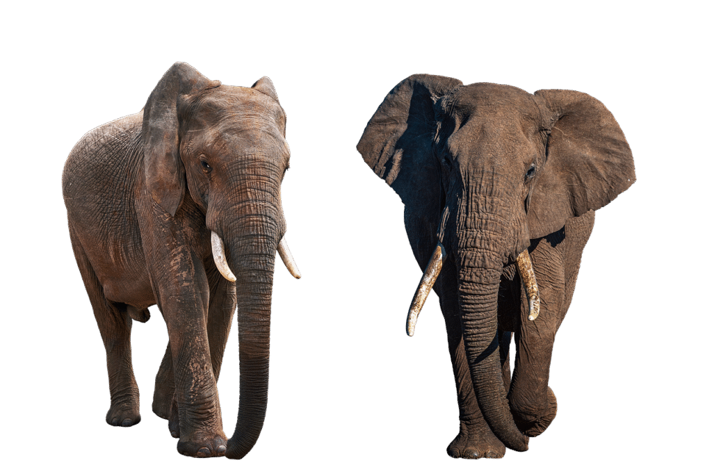 elephant, horns, ears, wild, nature, animal, pachyderm, cut out