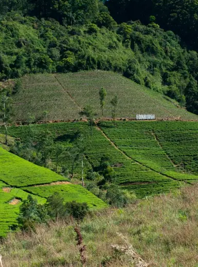 Scenic view of green tea plantations in Nuwara Eliya, Sri Lanka's hill country.