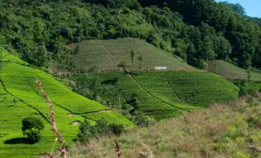Scenic view of green tea plantations in Nuwara Eliya, Sri Lanka's hill country.