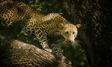 The magnificent Sri Lankan leopard prowls on a tree branch in its natural habitat.