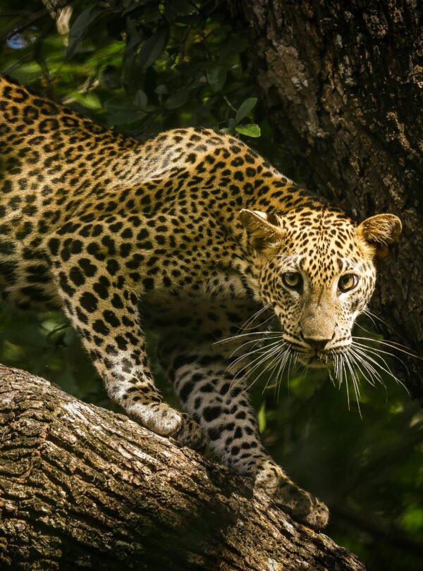 The magnificent Sri Lankan leopard prowls on a tree branch in its natural habitat.