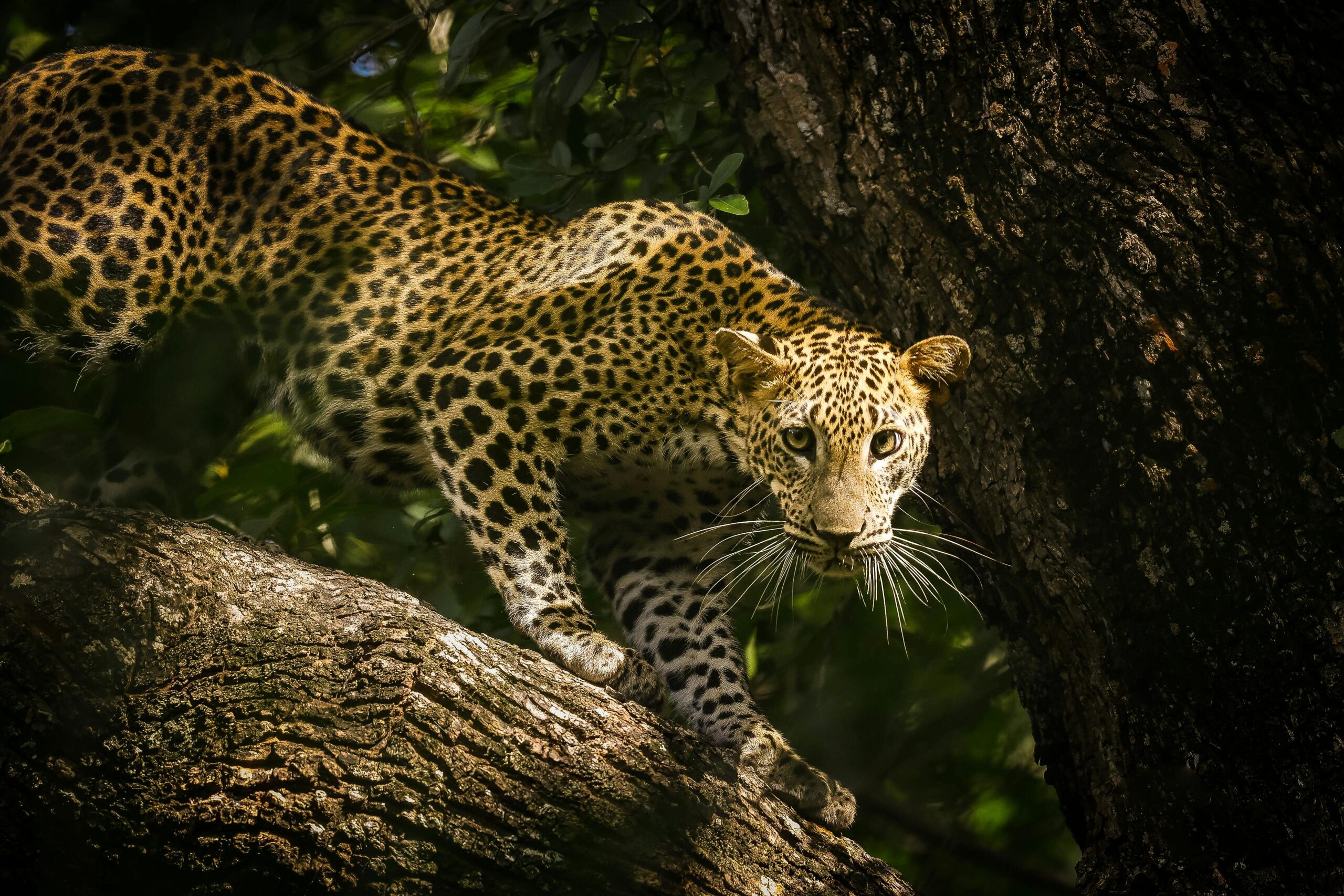 The magnificent Sri Lankan leopard prowls on a tree branch in its natural habitat.